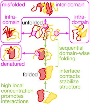 Co-Translational Folding of Multi-Domain Proteins